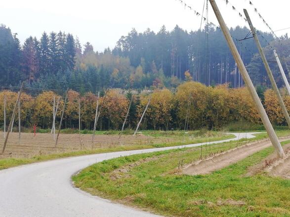 Weg von Oberhaindlfing in die Talmulde