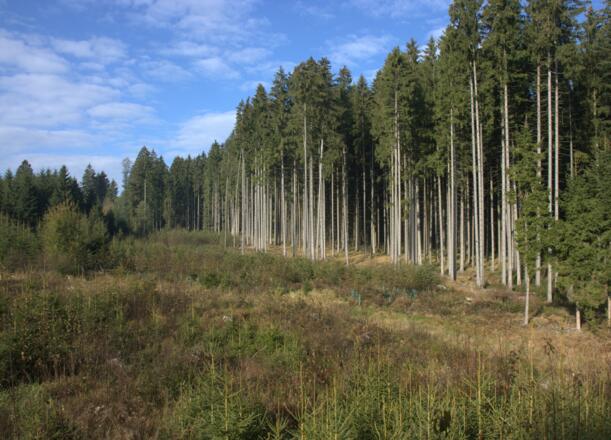 Gusen-Ursprung Runde