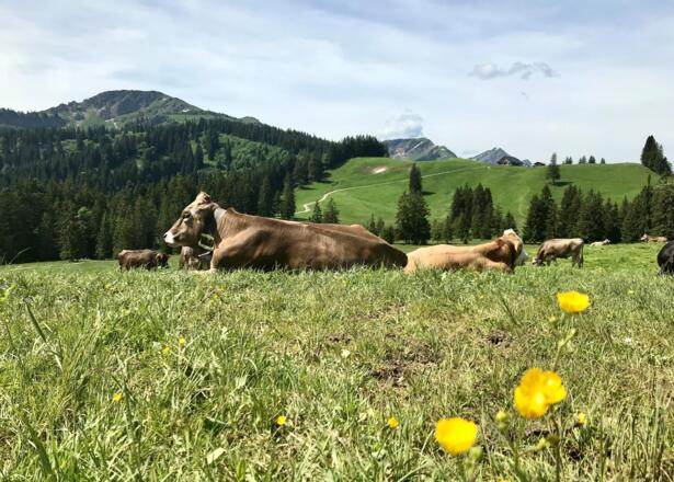 Blick auf die Mittelbergalpe