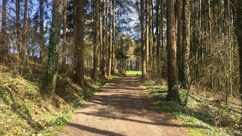 Waldweg entlang der Mountainbike Runde in Freistadt