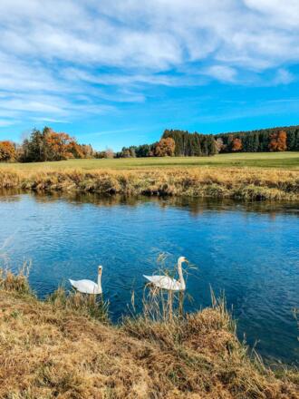 Schwäne im Loisach-Isar Kanal