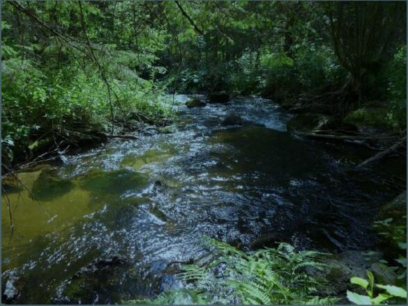 Windhaag_Zusammenfluss Felberbach und Maltsch