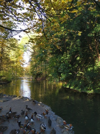 Achtersee mit Mandarinenten