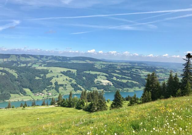 Blick auf den Alpsee