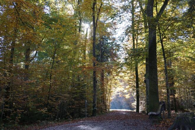 Stadtwald Geretsried