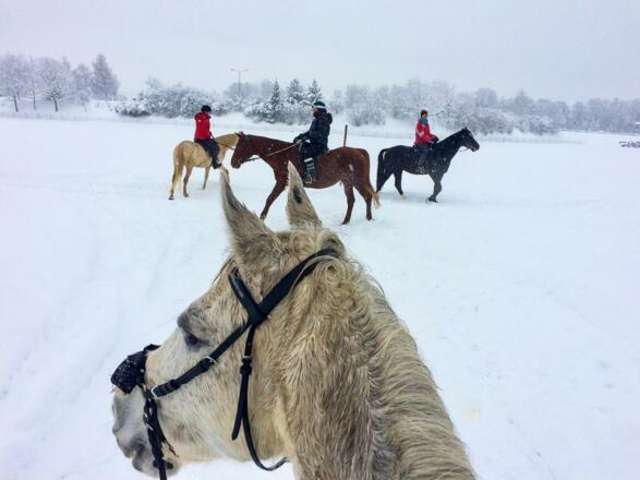 Winter reiten