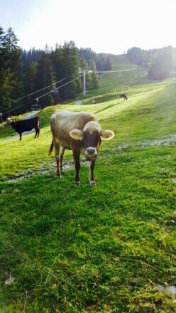 Hilde