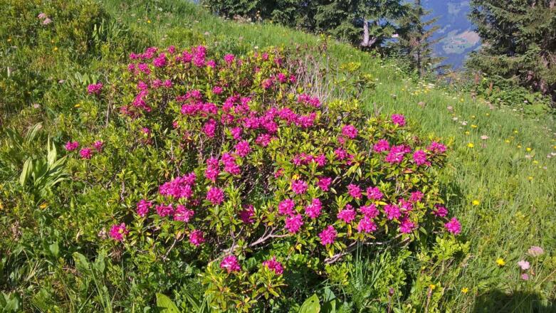 Alpenrosenblüte