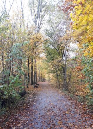 herbstliche Wege durch den Stadtpark
