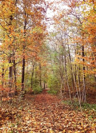 herbstliche Wege durch den Stadtpark