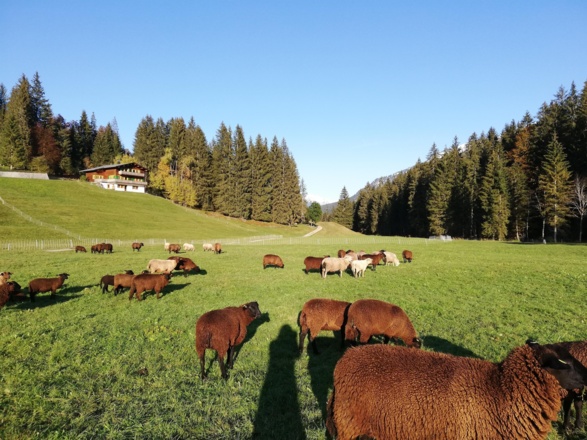 Unsere Schafe vor dem Haus