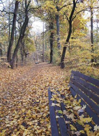 herbstliche Wege durch den Stadtpark
