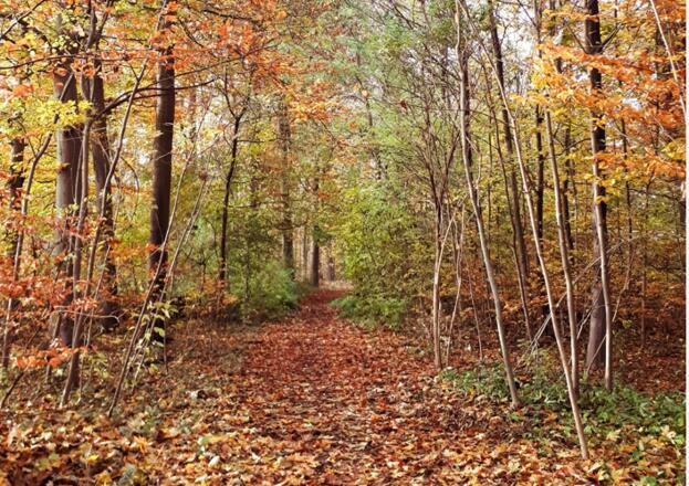 herbstliche Wege durch den Stadtpark