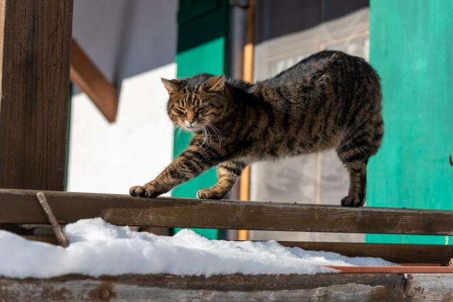 Kater "Bene"