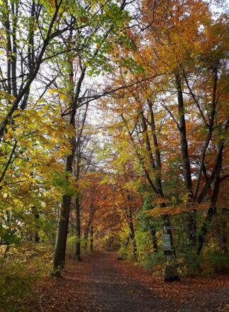 herbstliche Wege durch den Stadtpark