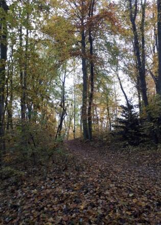 herbstliche Wege durch den Stadtpark
