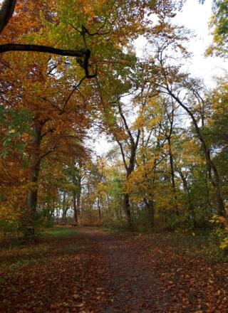 herbstliche Wege durch den Stadtpark