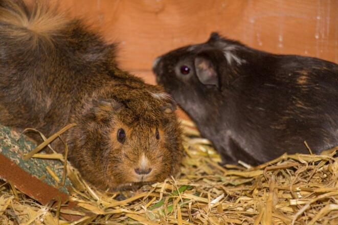meerschweinchen1
