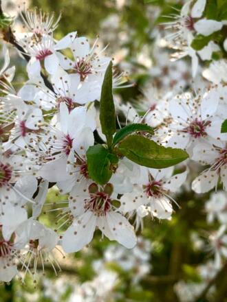 Wildkirschenblüte in Leppersdorf