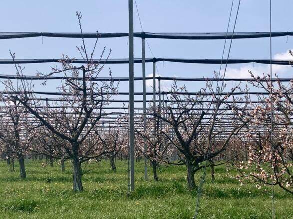 Einnetzung von Kirschenkulturen im Naturpark Obst-Hügel-Land