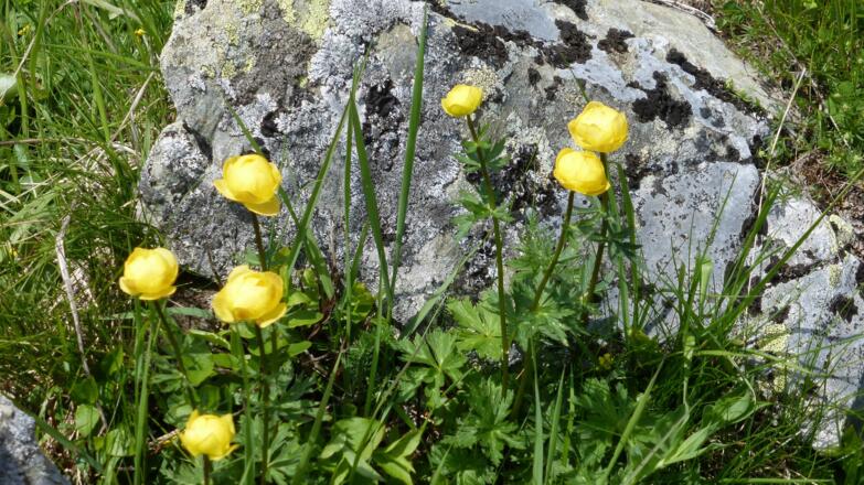 Trollblumen