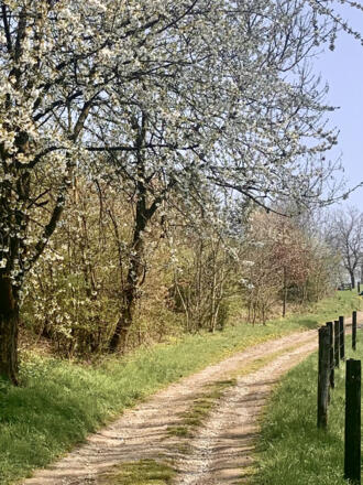 Blühende Kirschbäume am Wegesrand