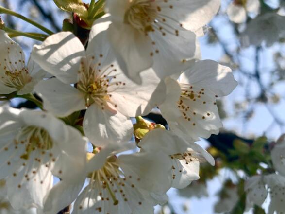 Kirschblüten Befruchtung