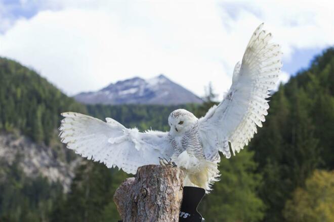 Greifvogelpakr - Umhausen