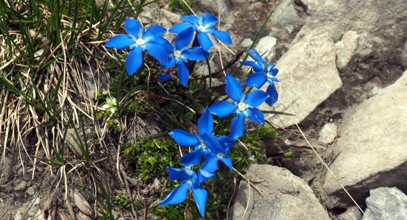 Hier blühen erst Enziane