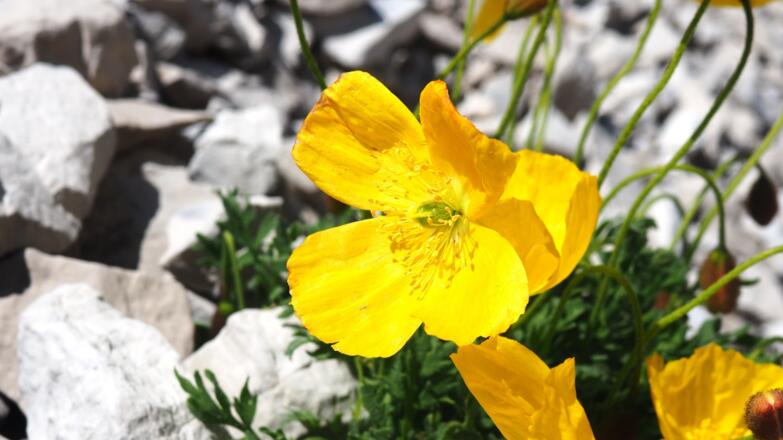 Gelbe Mohnblume um 2500m