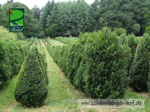 Buchsverkauf©Schamberger Hof