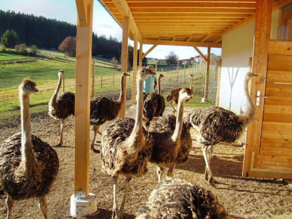 Sträuße vor ihrer Hütte auf dem Staußenhof Hiereth in Wolfersdorf