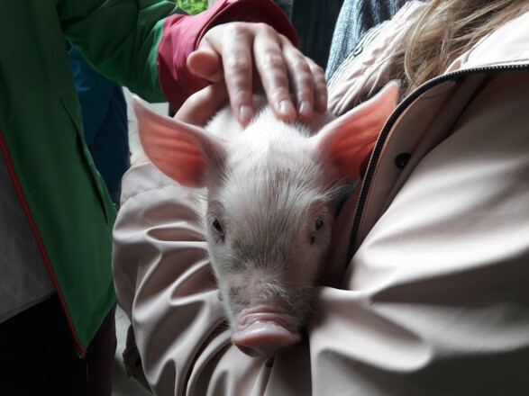 Auf Tuchfühlung mit einem kleinen Ferkel©Hörlhof_Fischer