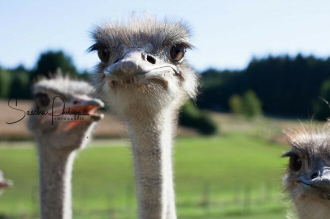 Straußkopf - Straußenhof Hiereth in Wolfersdorf