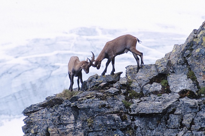 Kampf am Gletscher