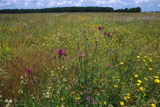 Heidevegetation in der Garchinger Heide bei Eching