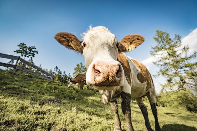 Im Sommer weiden viele Kühe auf den umliegenden Almen  (c)chiemsee-alpenland-tourismus