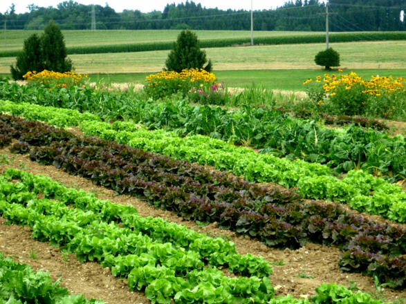 Gemüsebeete zum Selberernten im Naturgarten Schönegge bei Nandlstadt