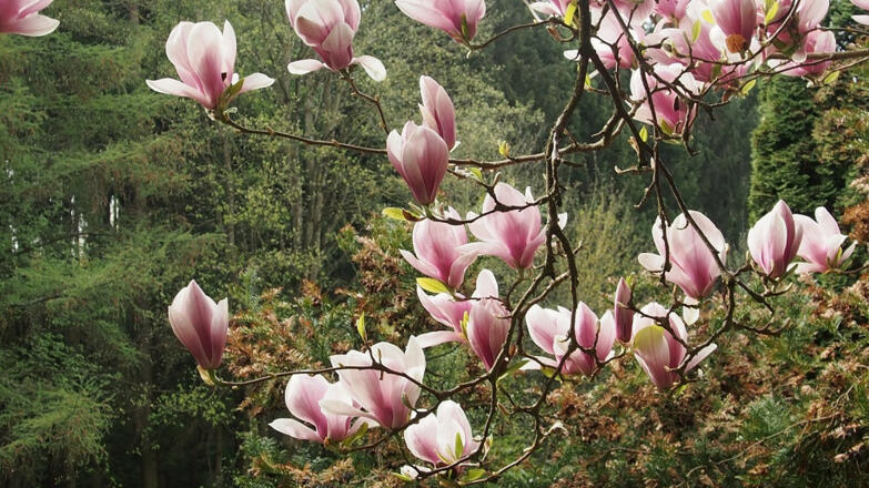 Magnolienbaum im Goldshauser Garten in Marzling