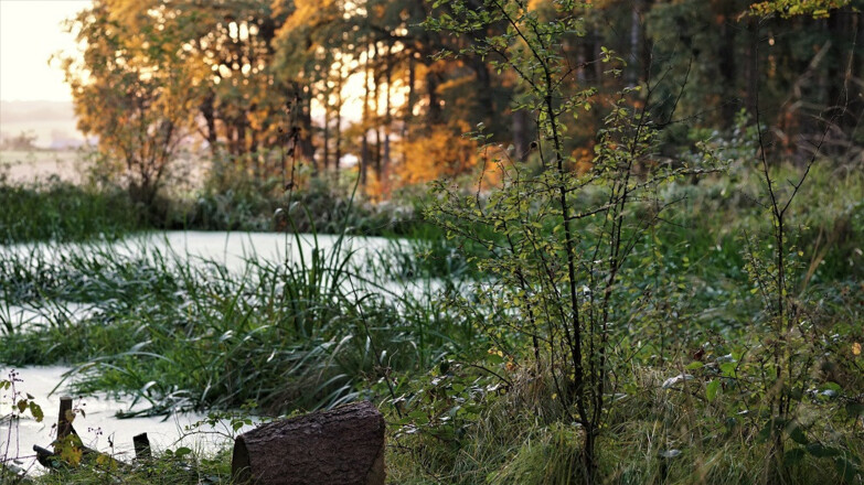 Natur bewusst erleben beim Waldbaden