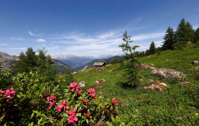 Saukaralm, 1.850 m