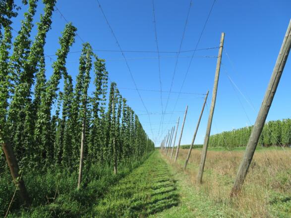 Holledau Apartments Familie Gmeineder (Au in der Hallertau)