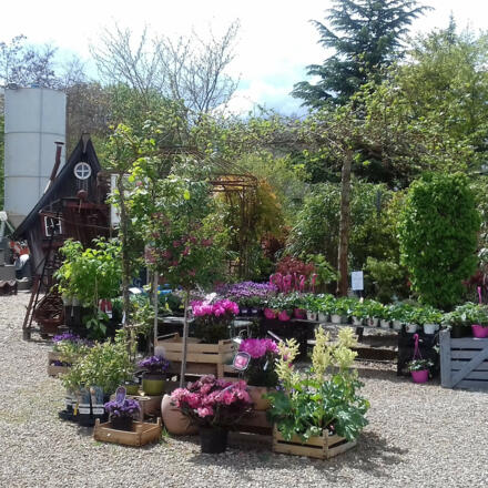 Regionale Pflanzen auf dem Marktplatz der Erlebnisgärtnerei
