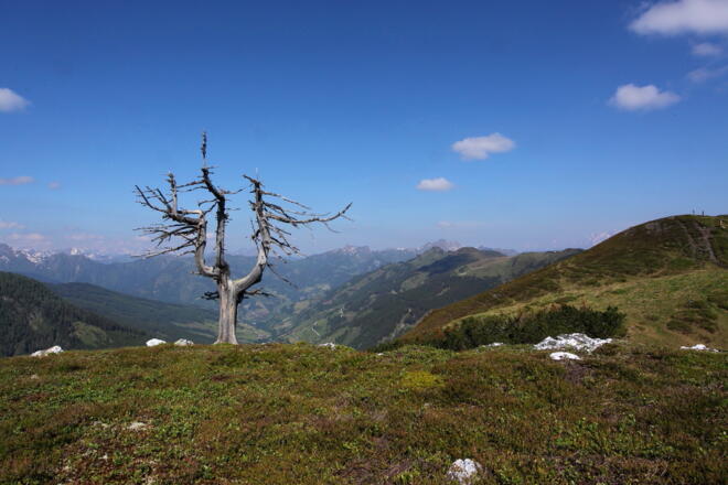 Zirbenbaum