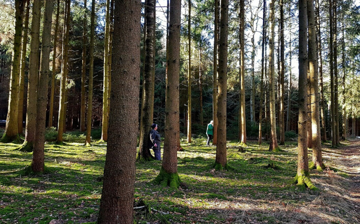 Direkter Kontakt mit der Natur beim Waldbaden