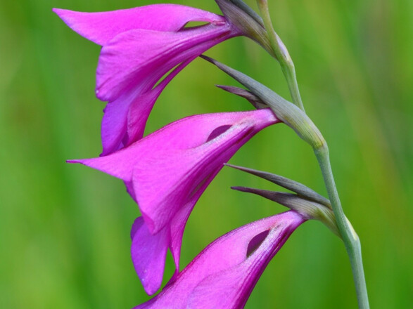Sumpfgladiole im Landschaftsschutzgebiet Freisinger Moos