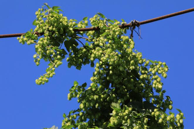 Holledau Apartments Familie Gmeineder (Au in der Hallertau)