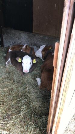Lana, Isabella und Lina