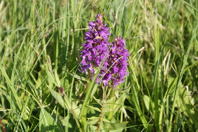 Geflecktes Knabenkraut im Kurpark