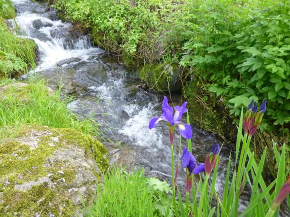 Englmarbach mit Schwertlilien